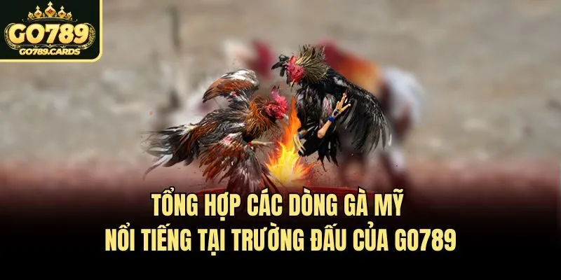 Tổng Hợp Các Dòng Gà Mỹ Nổi Tiếng Tại Trường Đấu Của Go789