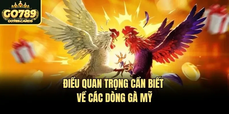 Điều quan trọng cần biết về các dòng gà mỹ
