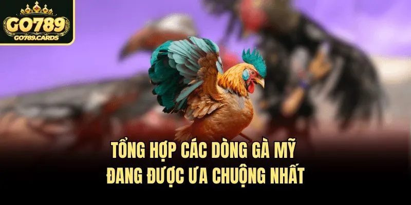 Tổng hợp các dòng gà mỹ đang được ưa chuộng nhất
